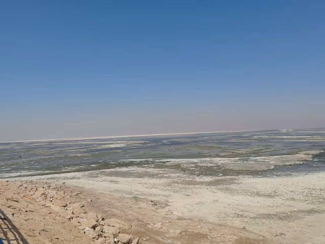 طيور مستوطنة تحط في بحر النجف والبيئة توثق “أبو المغازل” (صور)