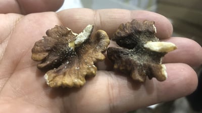 زیاتر له‌ 800 كیلۆ كاكڵه‌ گوێزی خراپبوو لە سلێمانی دەستی بەسەرداگیرا