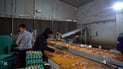 Wasit egg farm says lack of government support hurts competitiveness against imports