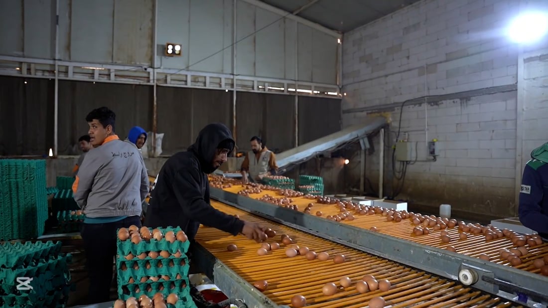 Wasit egg farm says lack of government support hurts competitiveness against imports