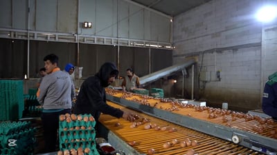 Wasit egg farm says lack of government support hurts competitiveness against imports