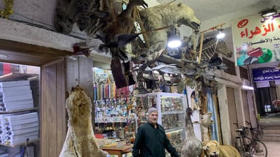 Renowned exhibition of taxidermy and antiques by Mehdi Al-Karbala’i
