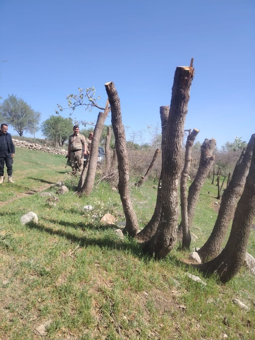 له‌ گوندێكی هیران كه‌سێك ده‌یان دارى سه‌ربڕ كردووه‌ و ده‌ستگیركرا
