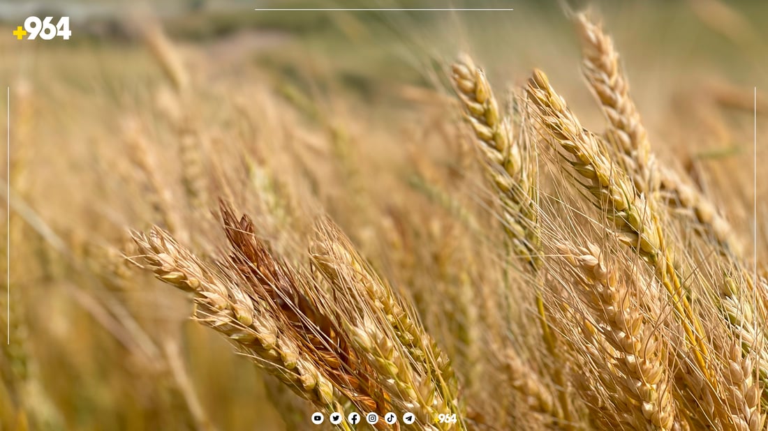 سایلۆی مەخمور ئامادەیە بۆ وەرگرتنی گەنمی جوتیاران