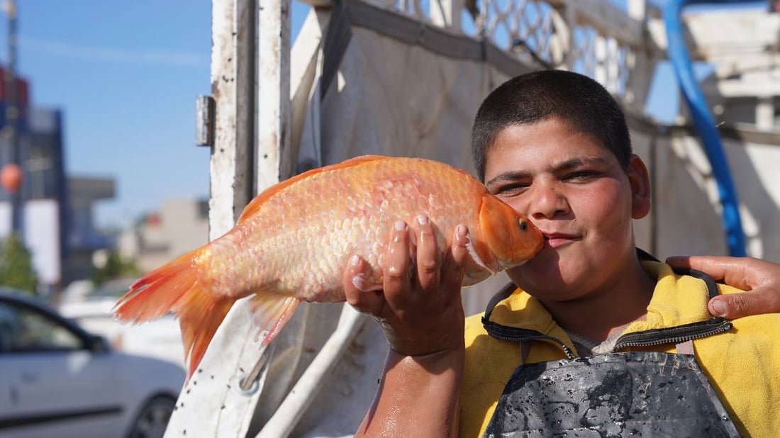 تحطيم أسعار بين باعة السمك والكيلو إلى 6 آلاف.. مدخل بعقوبة مزدحم بـ 50 سيارة