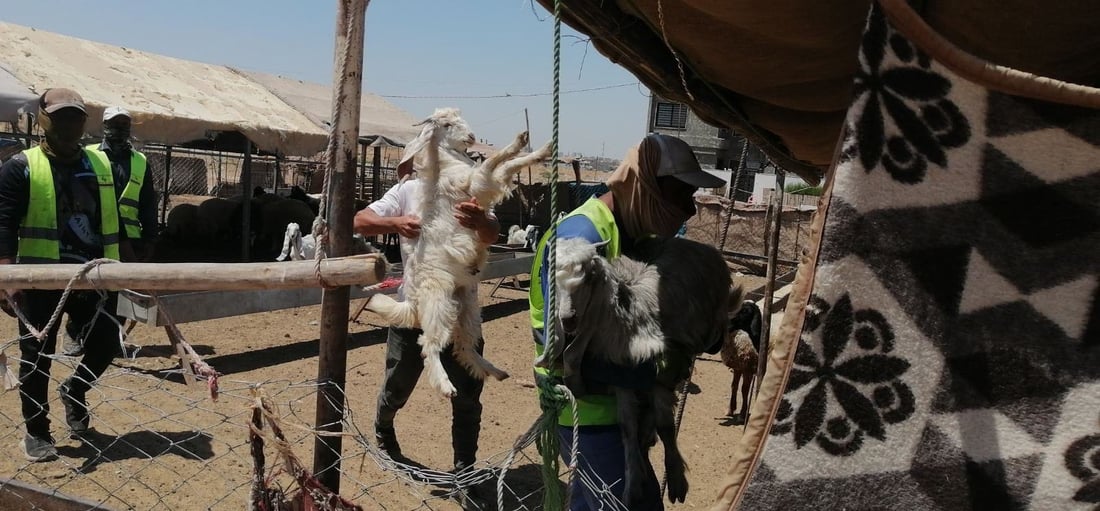 بەخێوکردنی ئاژەڵ لەنێو گەڕەکەکانی هەولێر قەدەغەکرا