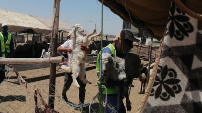 بەخێوکردنی ئاژەڵ لەنێو گەڕەکەکانی هەولێر قەدەغەکرا