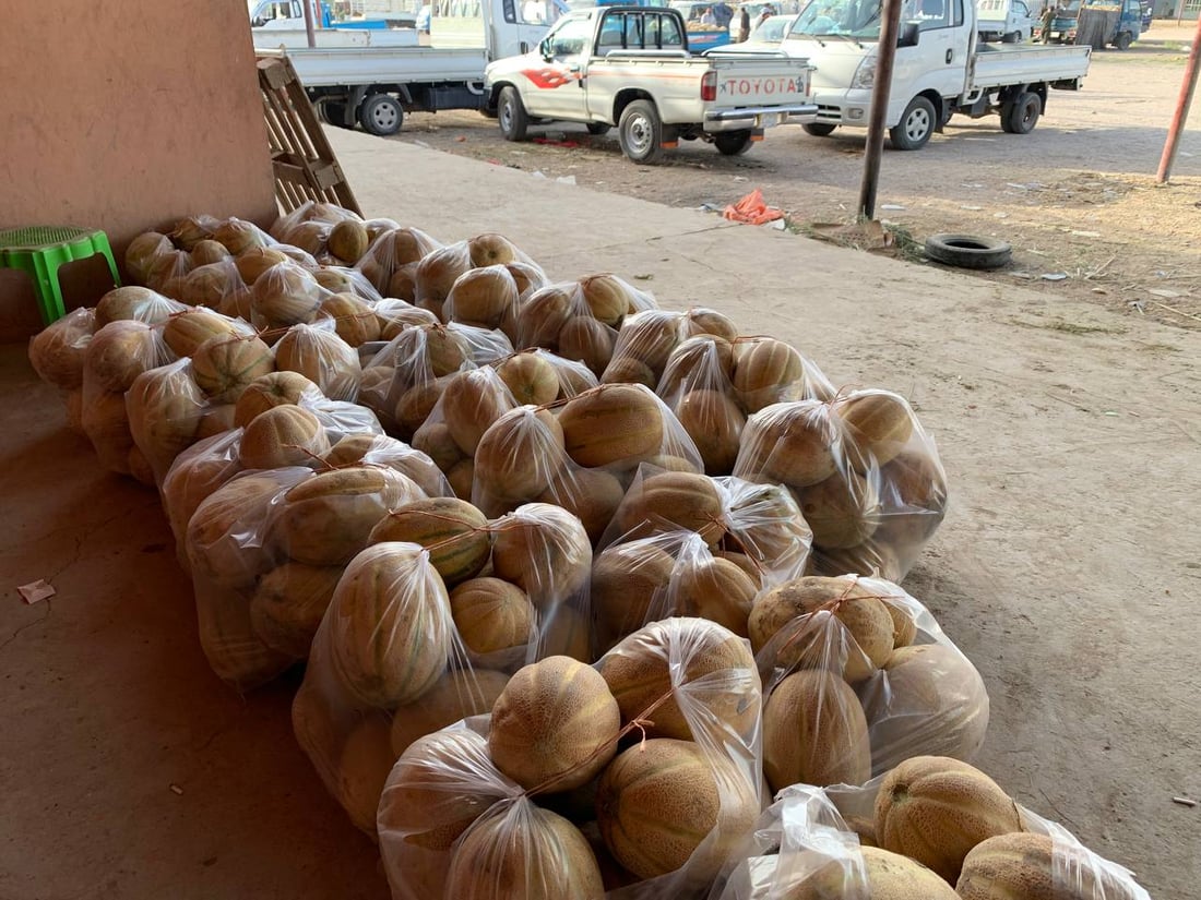 بطيخ الرضوانية وصل اليوم.. التجار جاؤوا من كل مكان بحثاً عن الراني والشوكي (صور)