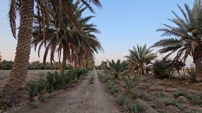 نخلة سعودية في العراق.. الراوي حوّل البستان إلى بنك للتمور النادرة (فيديو)