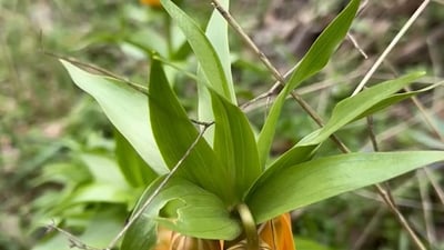 Revival project for crown imperial flower underway