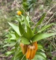 Revival project for crown imperial flower underway