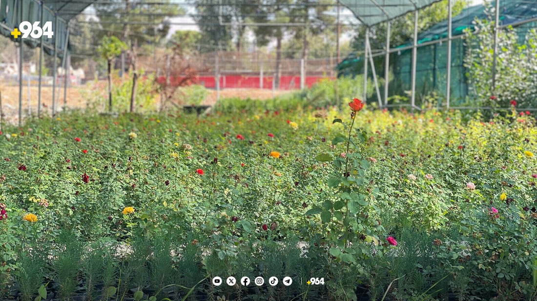 لە ناوەڕاستی ئەم مانگەوە نەمامێک بە 500 دینار بکڕە