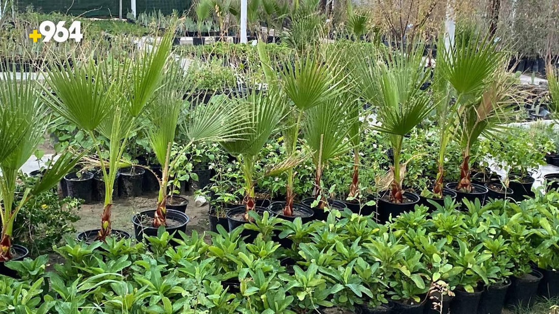 964mediaصورة من منصة (شبكة): 