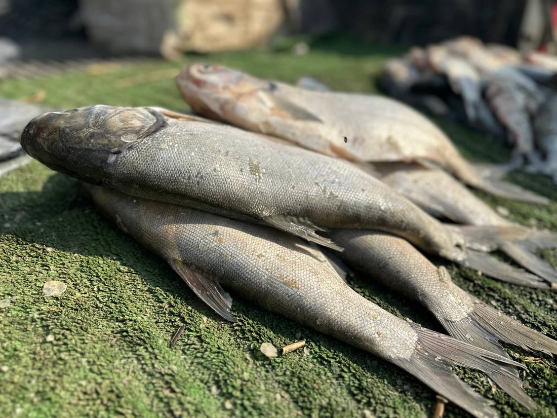 صور من سوق السمك في الديوانية: السمتي بـ6500 وأبو زريدة بـ4 آلاف