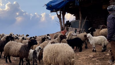 “بدو كردستان” يرحلون نحو “مناطق أبرد”.. حل الصيف والماشية تقصد حدود تركيا وإيران