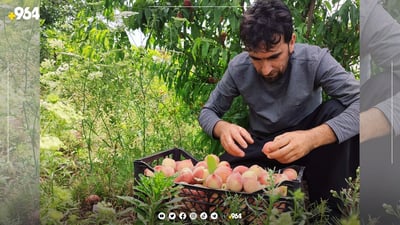 صور من نضوج خوخ حلبجة الشهي.. قرية في خورمال تنتج 10 أطنان