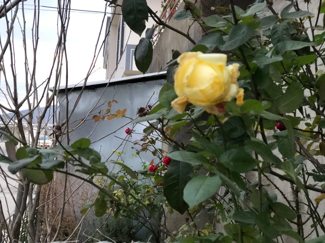 لەناو سەرما و بەفری پێنجوێن گوڵەباخەکان هەر گەشن