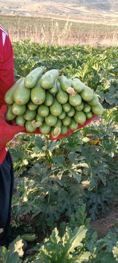 خەیار و کولەکە لە پێنجوێن گران بوون