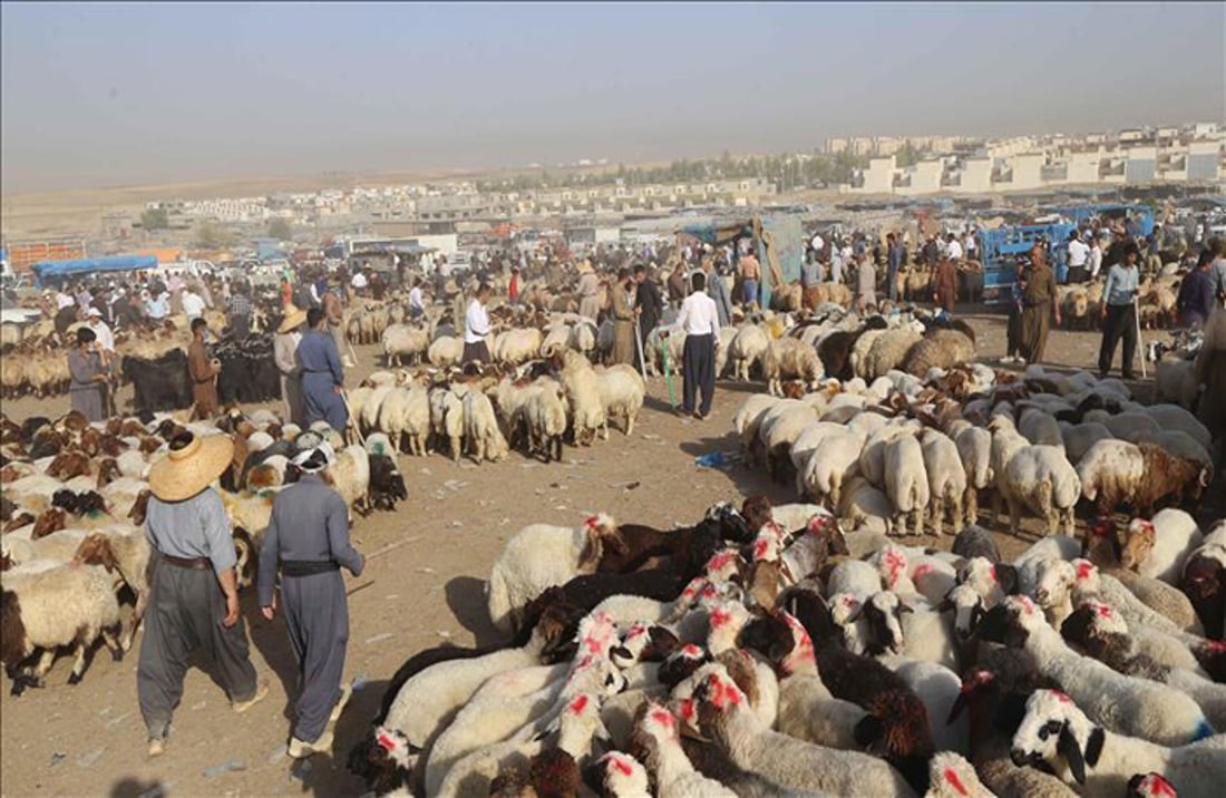 مەڕو بزن له‌كوردستانه‌وه‌ بۆ كه‌نداو .. گۆشتى گران كردوه‌