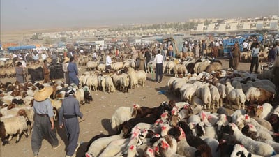 مەڕو بزن له‌كوردستانه‌وه‌ بۆ كه‌نداو .. گۆشتى گران كردوه‌