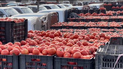 البصرة تنجح بتسويق أكثر من 500 ألف طن طماطة