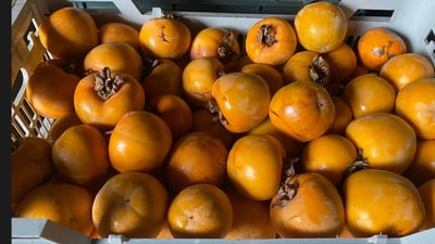 هەرچەندە بەرهەمێکی ناوازەیە بەڵام خواست لەسەری کەمە