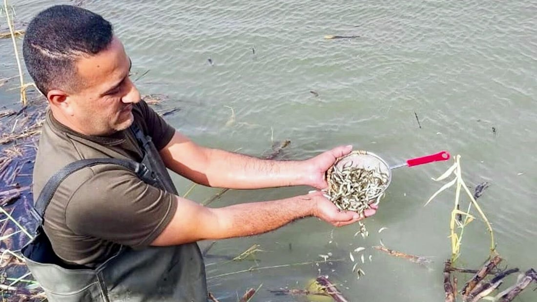 More than 5 million fish released into Bahr Al-Najaf marsh to boost local stocks