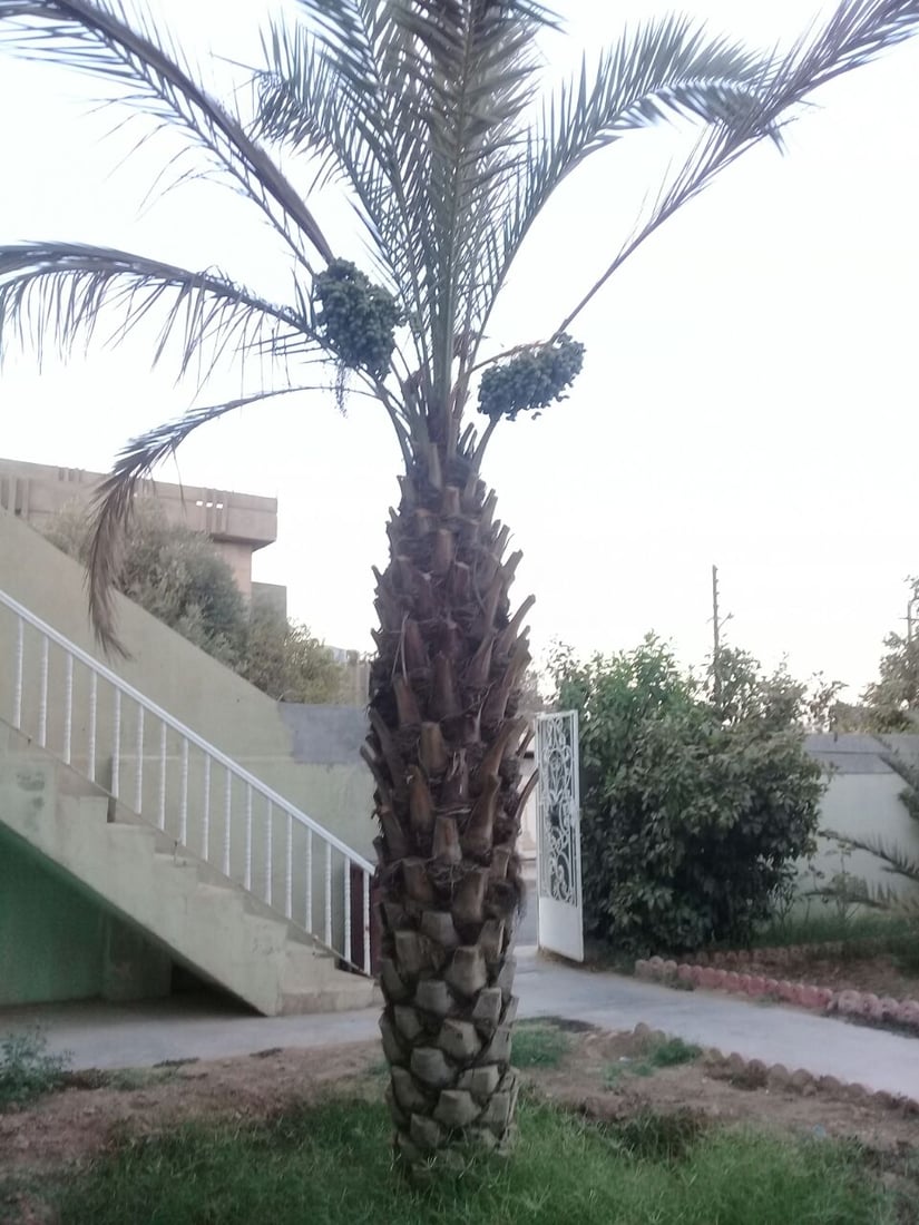 صور: آلتون كوبري لا تشتري التمور.. نخيل المنازل يطرح البرحي بمساعدة “اليوتيوب”