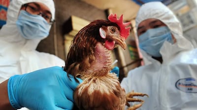 ئەنفلۆنزای باڵندە لە موسڵ سەریهەڵدا و کەرکوکیش کەوتە خۆی