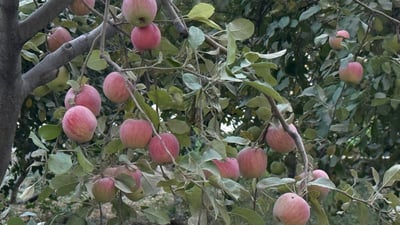 ئەمساڵ 60% بەرهەمی سێوی بەرواری باڵا كەمی كردووە 