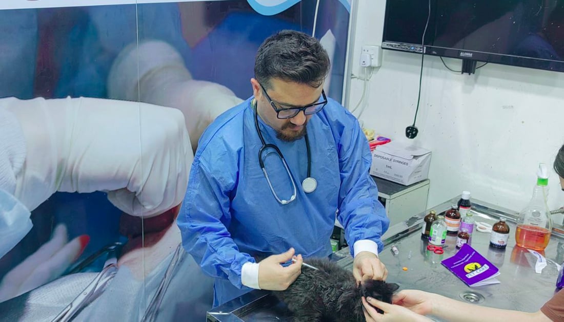 بيطري من الموصل: لا تجبروا قططكم على الاستحمام.. ولقحوها فوراً فقد ظهَر الطاعون