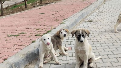 Kurdistan Islamic Religious Scholars Union supports plan to control stray dog population in Duhok