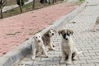 Kurdistan Islamic Religious Scholars Union supports plan to control stray dog population in Duhok