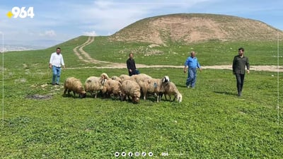 دهوك: منظمة إيطالية توزع 555 خروفاً على المزارعين والنازحين في شيخان