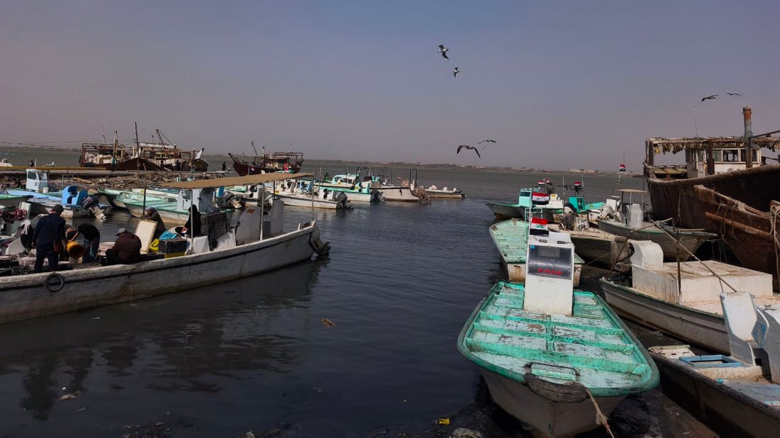 سمكة الضلعة لم تتأثر بالحرب.. 5 أطنان في مرسى النقعة (صور)