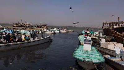 سمكة الضلعة لم تتأثر بالحرب.. 5 أطنان في مرسى النقعة (صور)