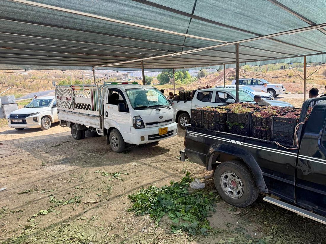 كۆمپانیایه‌كی خۆماڵی 6000 تۆن ترێ له‌ جوتیارانى دهۆک ده‌كڕێته‌وه‌