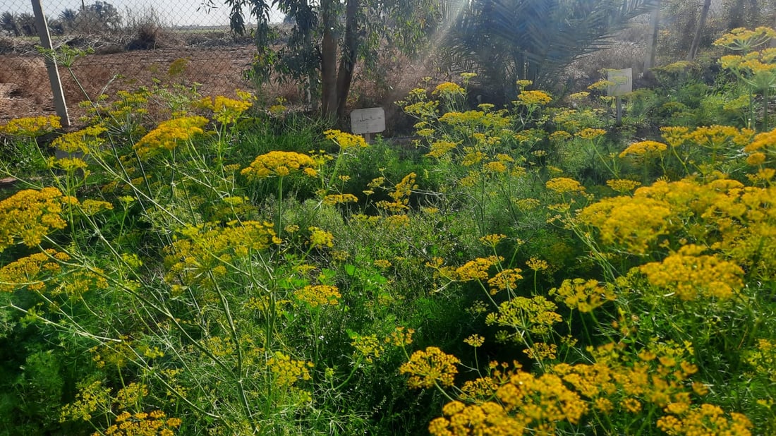 كربلاء جربت زراعة 8 نباتات لأول مرة.. نصفها نجح وبانتظار تعميم التجربة (صور)