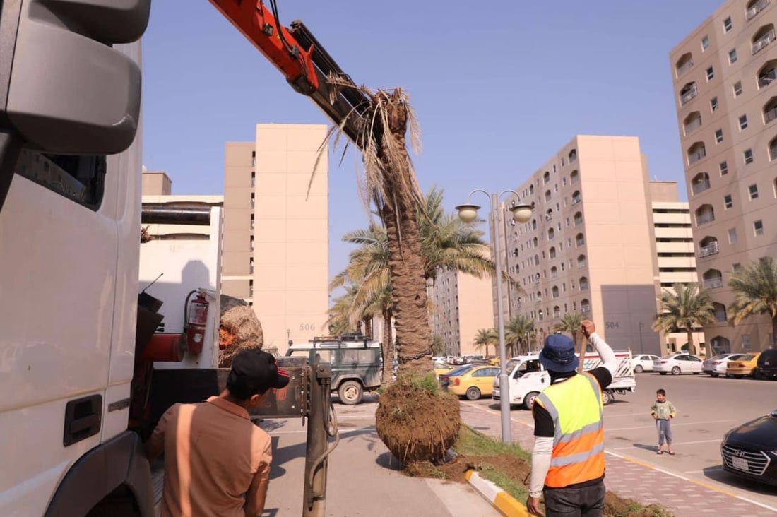 صور: سكان بسماية يزرعون النخيل والثيل قبل الصيف.. “الحياة أجمل الآن”