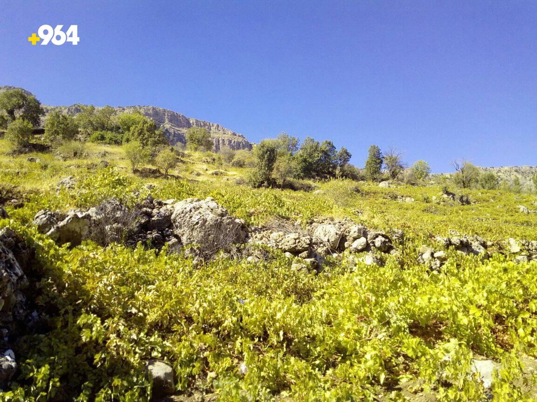 گۆڕانى كه‌شوهه‌وا ترێی ره‌شی گونده‌كانى رواندزی كه‌مكردووە