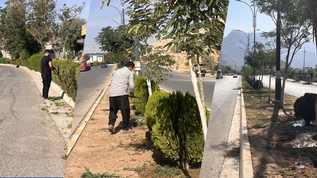 شاره‌وانیى ده‌ربه‌ندیخان هه‌ڵپاچینى بۆ زۆربه‌ى دارو دره‌ختى شوێنه‌ گشتییه‌كان كرد