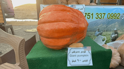 کودییەکی ئەمریکی 90 کیلۆ دەبێت