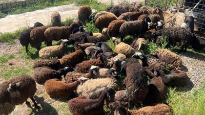لە سەرەتای ئەم مانگەوە رێگری لە هاتنی 600 سەر مەڕی ئێرانی کراوە