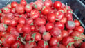 Kalar authorities confiscate and destroy shipment spoiled tomatoes