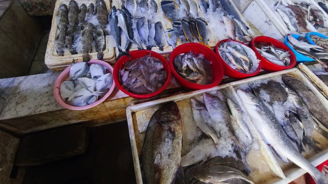 سمكة الضلعة لم تتأثر بالحرب.. 5 أطنان في مرسى النقعة (صور)