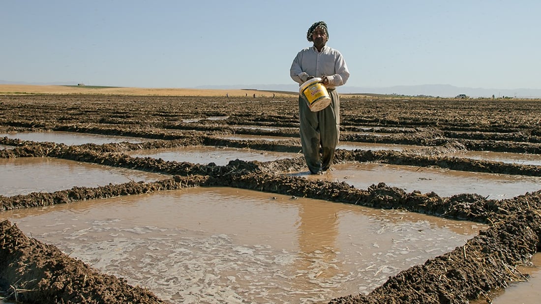 برنجه‌ به‌ناوبانگه‌كه‌ى ده‌شتى هه‌ریر و باتاس ده‌كرێته‌ فێستڤاڵێكی ساڵانه‌