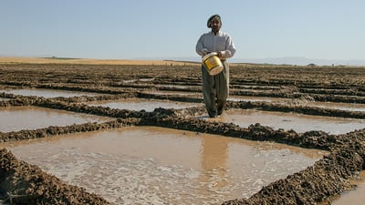 برنجه‌ به‌ناوبانگه‌كه‌ى ده‌شتى هه‌ریر و باتاس ده‌كرێته‌ فێستڤاڵێكی ساڵانه‌