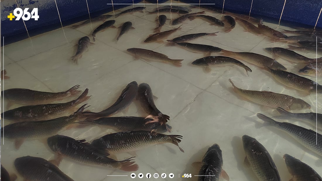 ماسی برژاو گرانبووە