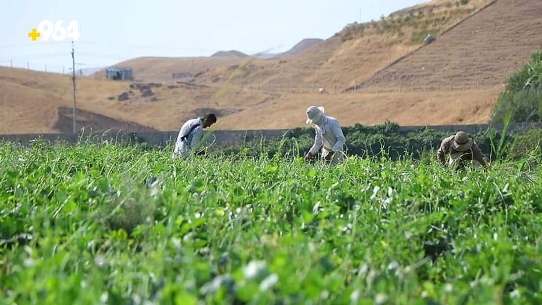 ته‌قته‌ق رۆژانه‌ 70 تۆن به‌رهه‌مى لۆبیاى هه‌بووه‌