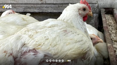 مریشکی “قلرخ” کێبڕکێی نرخی بازاڕ دەکات